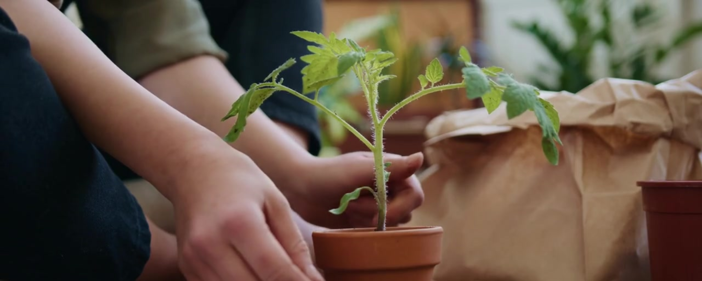 Close up of hands near a tomato plant in a pot