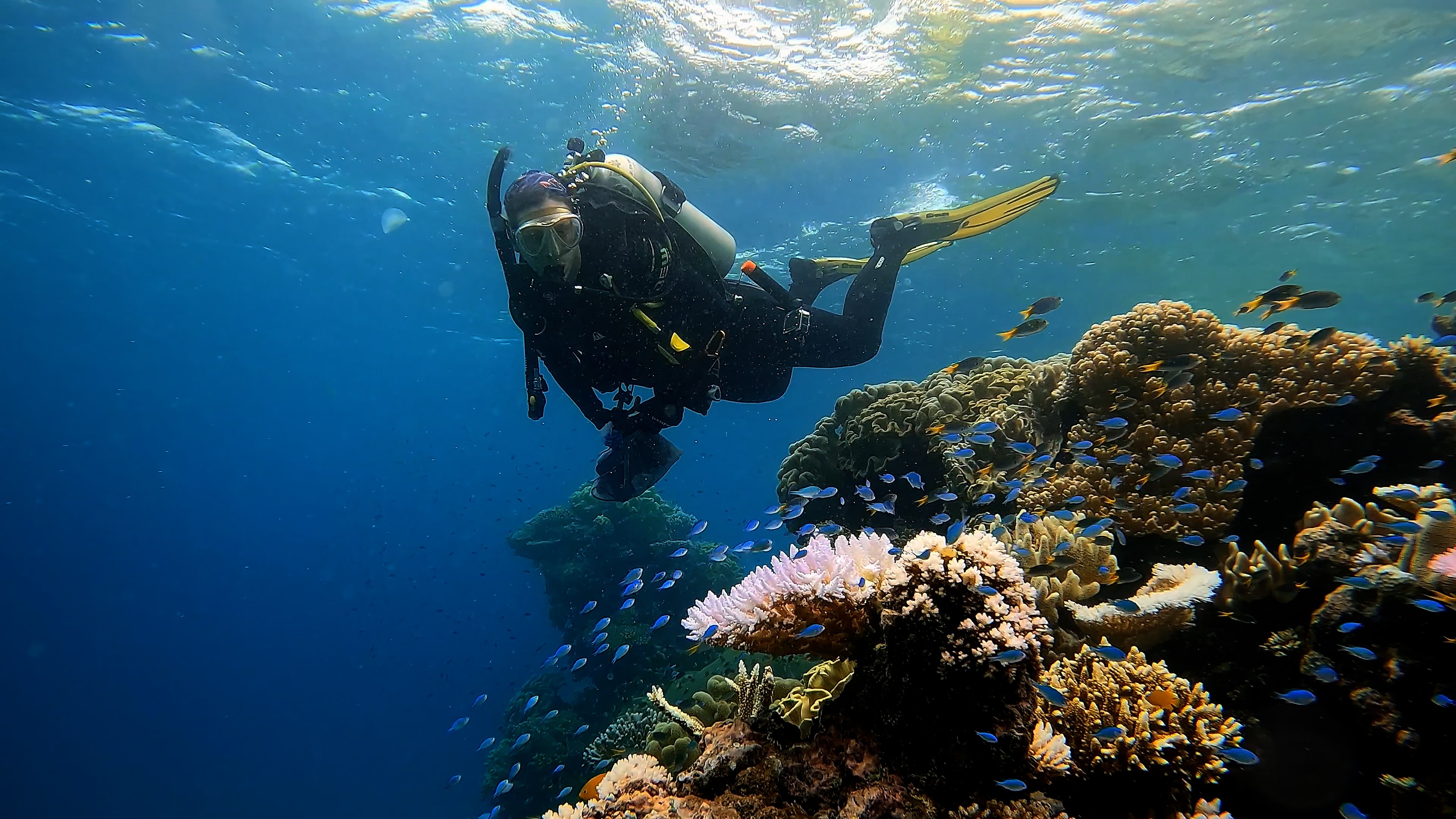 Dr Emma Camp scuba diving in the Great Barrier Reef