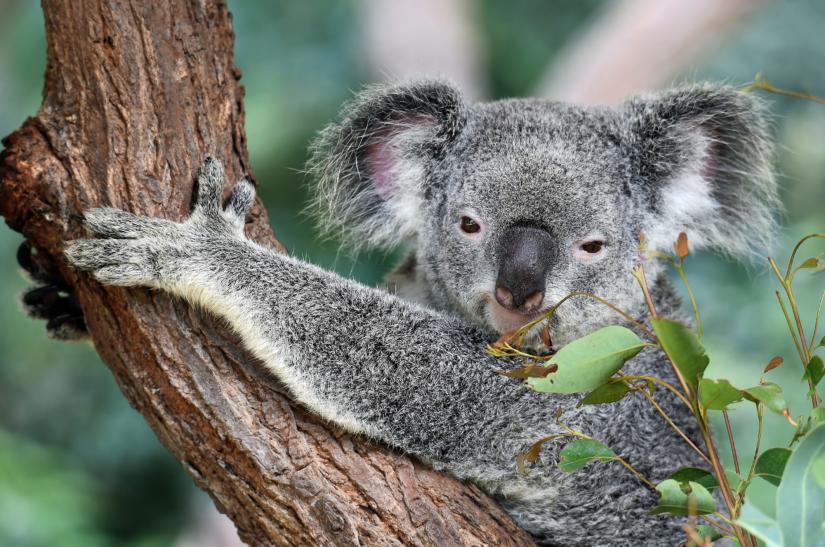A koala grabbing a tree and looking at the camera, with leaves in the foregroun