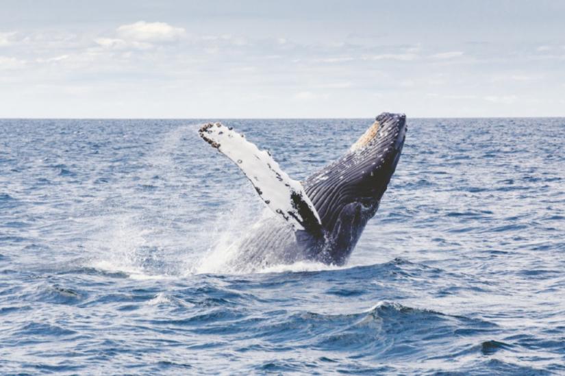 A humpback whale jumping out of the water