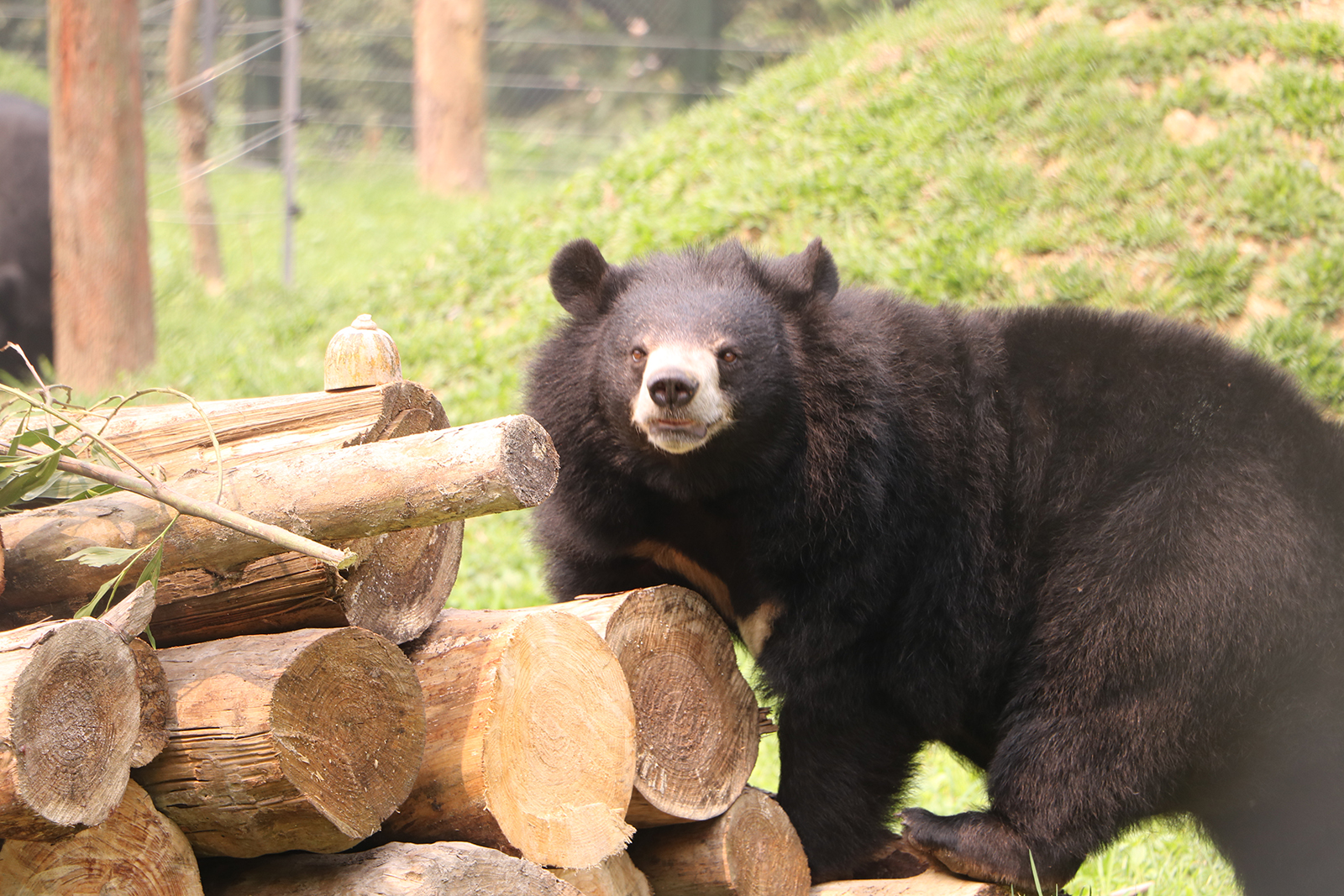 UTS Alumni and supporters | On a mission to save moon bears