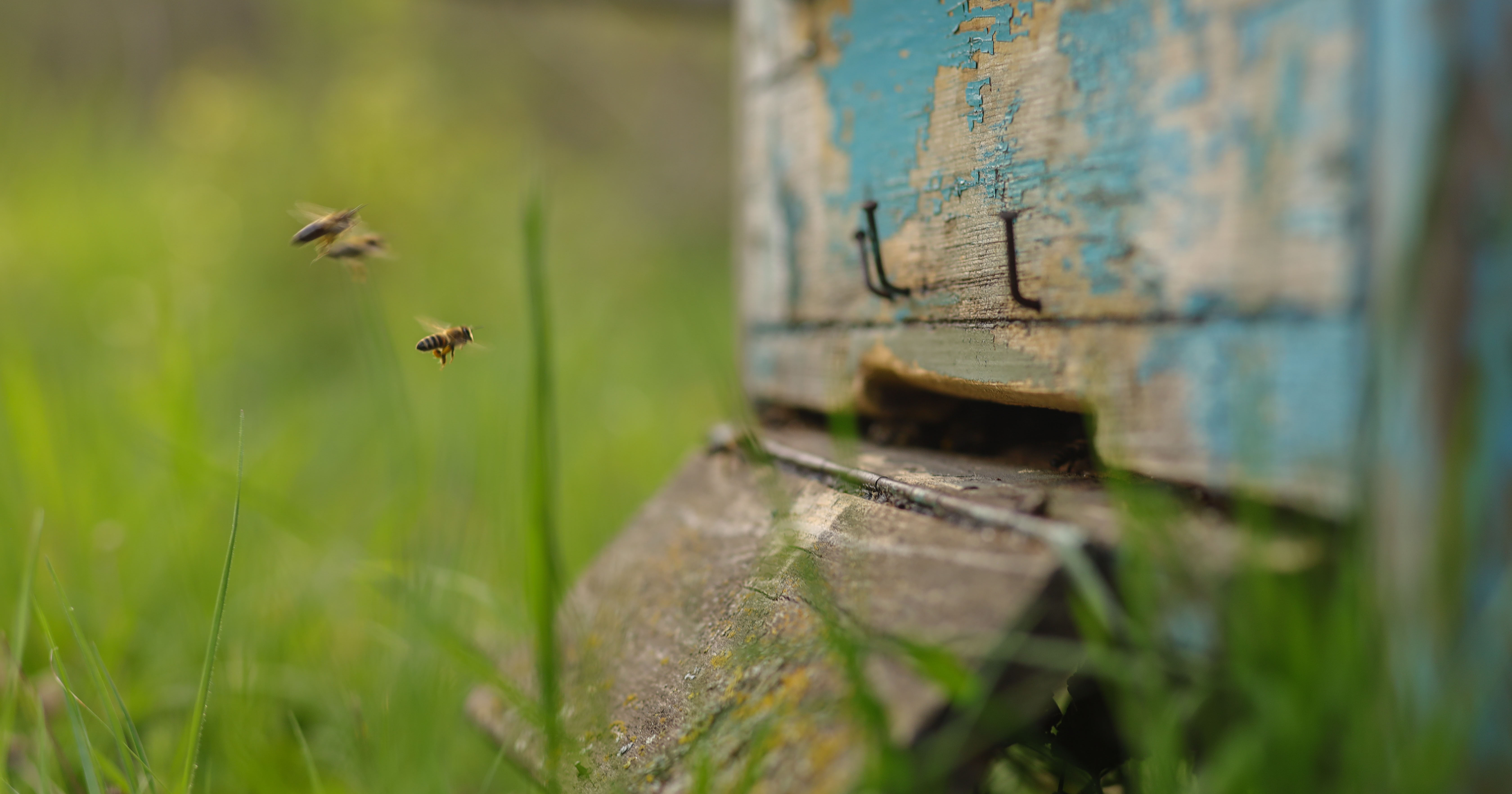 B&Bs For Birds And Bees | University Of Technology Sydney