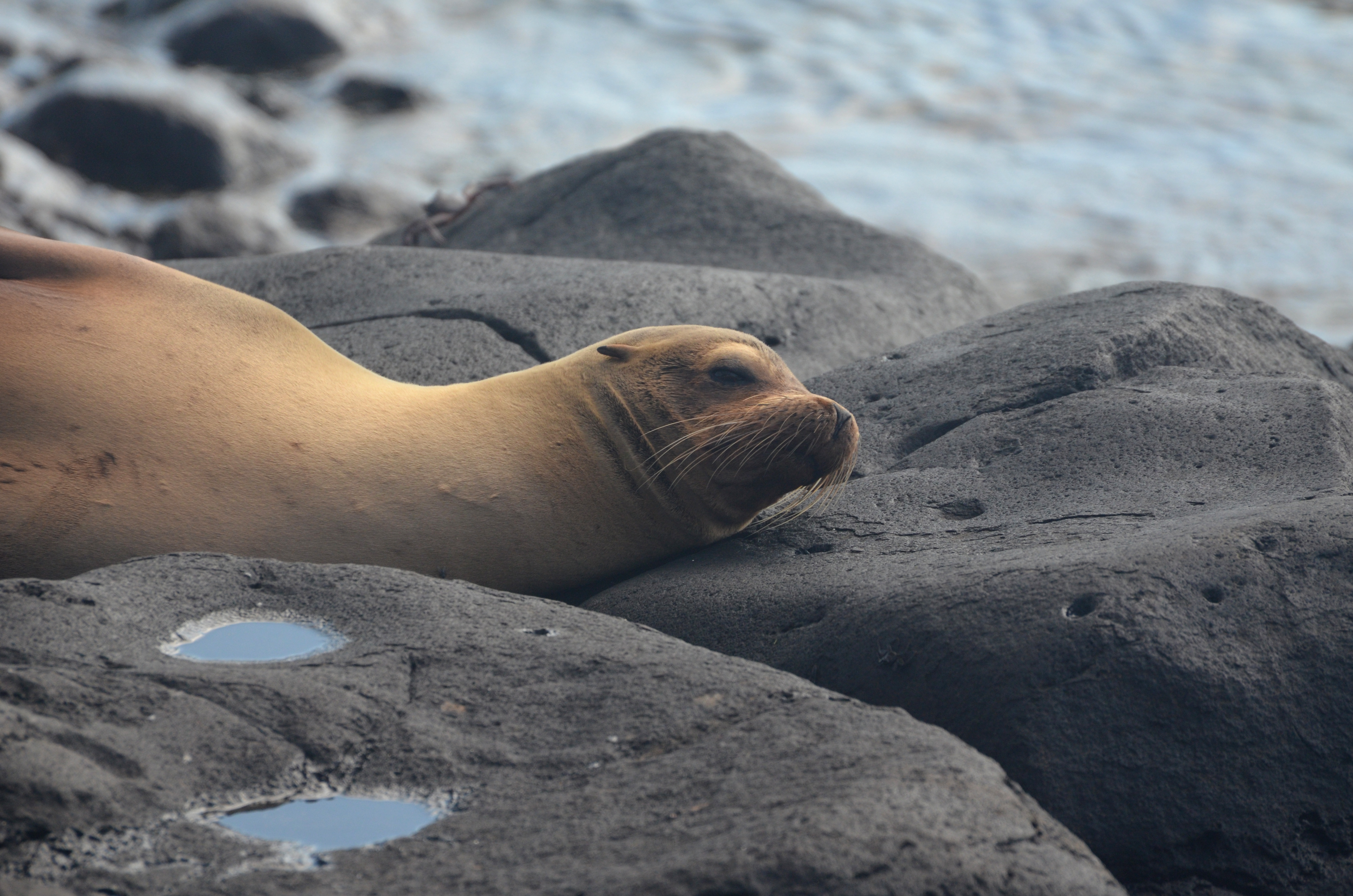 seal on a rock