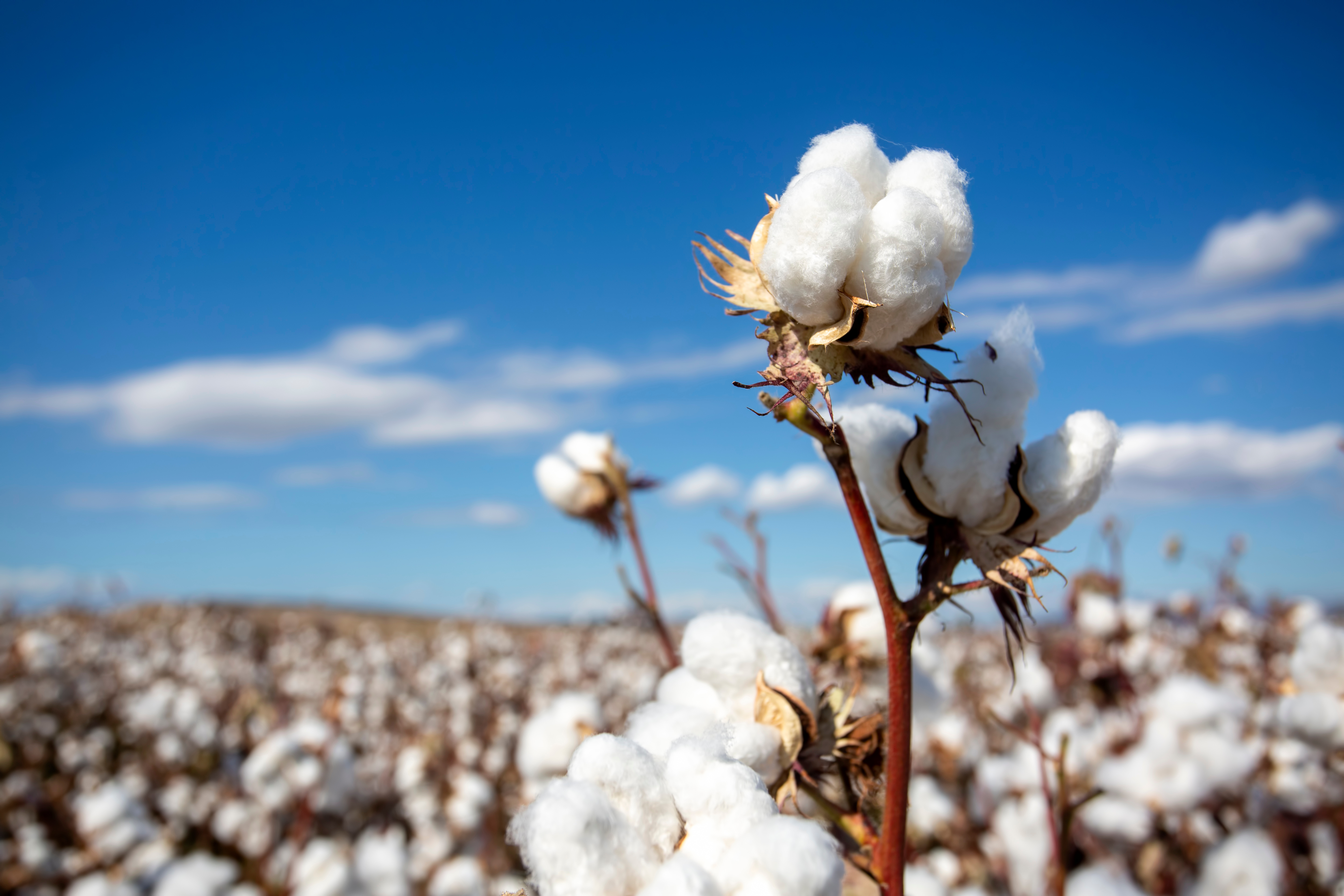 Australian Cotton  The Current Australian Cotton Crop