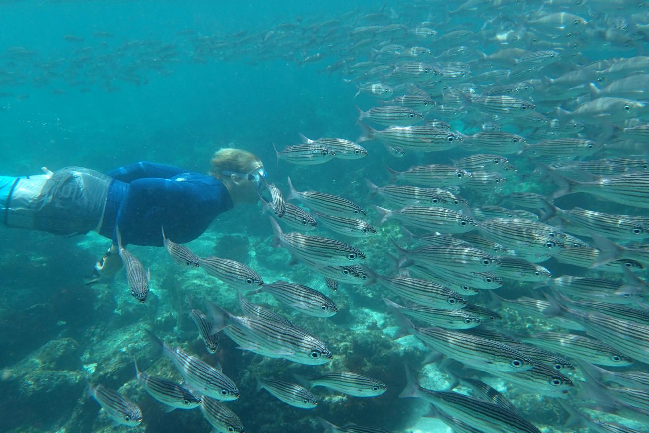 person swimming with fish