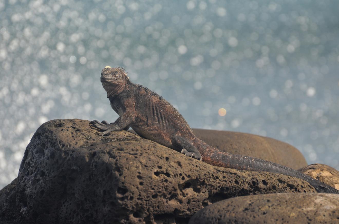 iguana om a rock