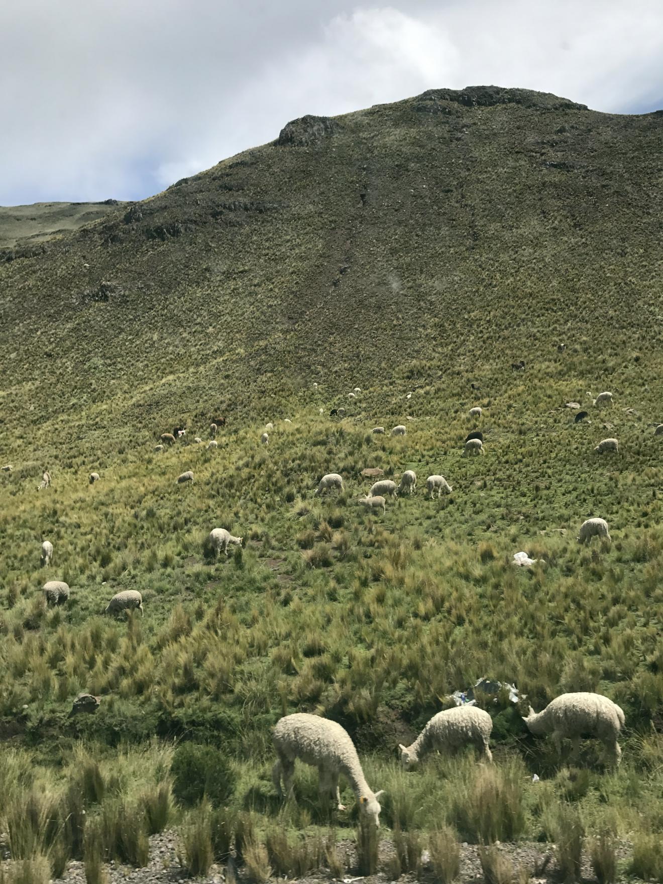 sheep grazing on a green hill