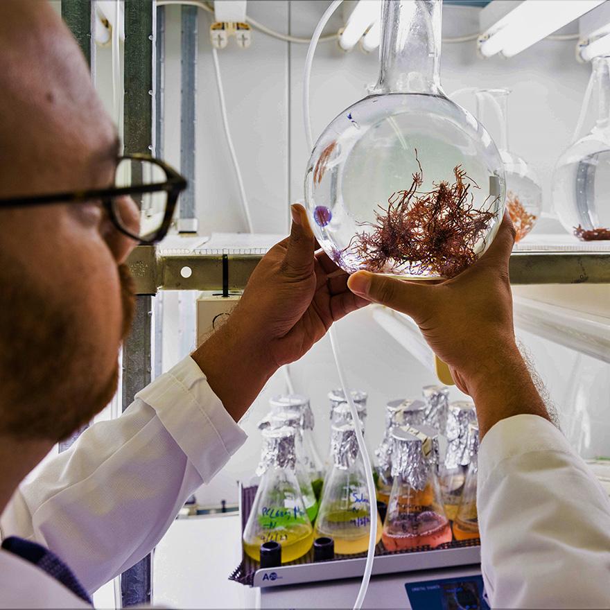 Scientist inspecting algae in a test tube