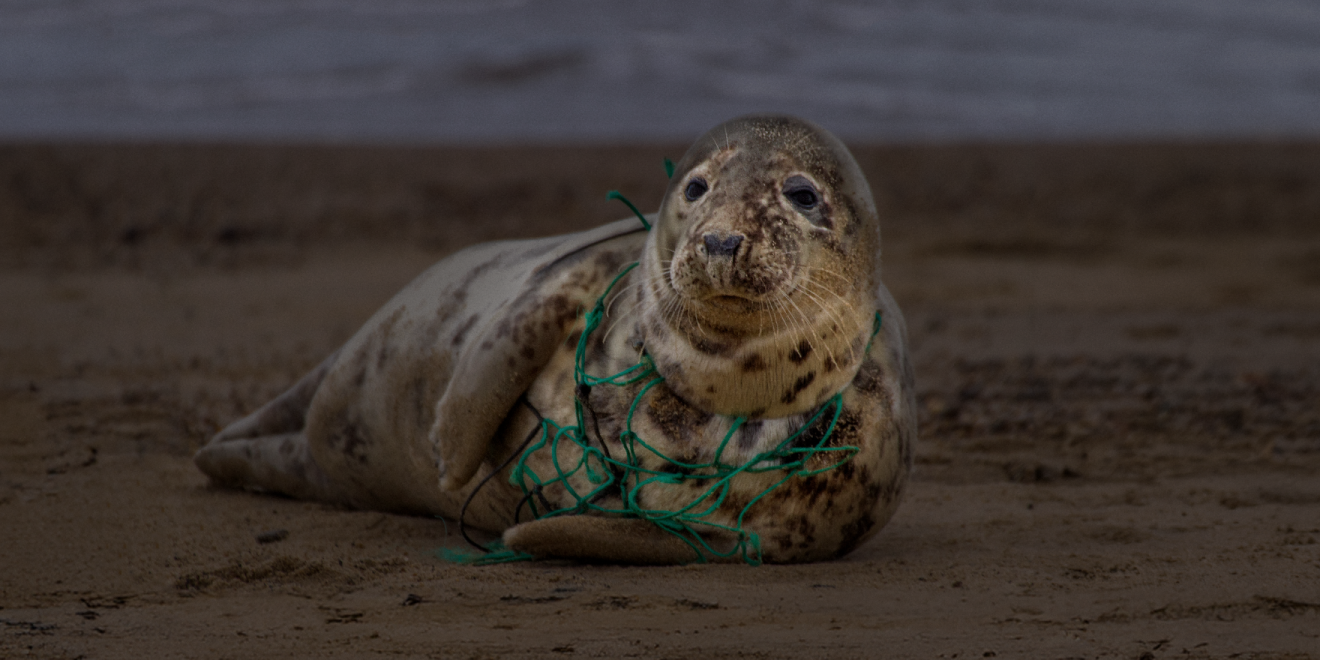 An injured seal lying on a beach with green netting caught on it's chest. 