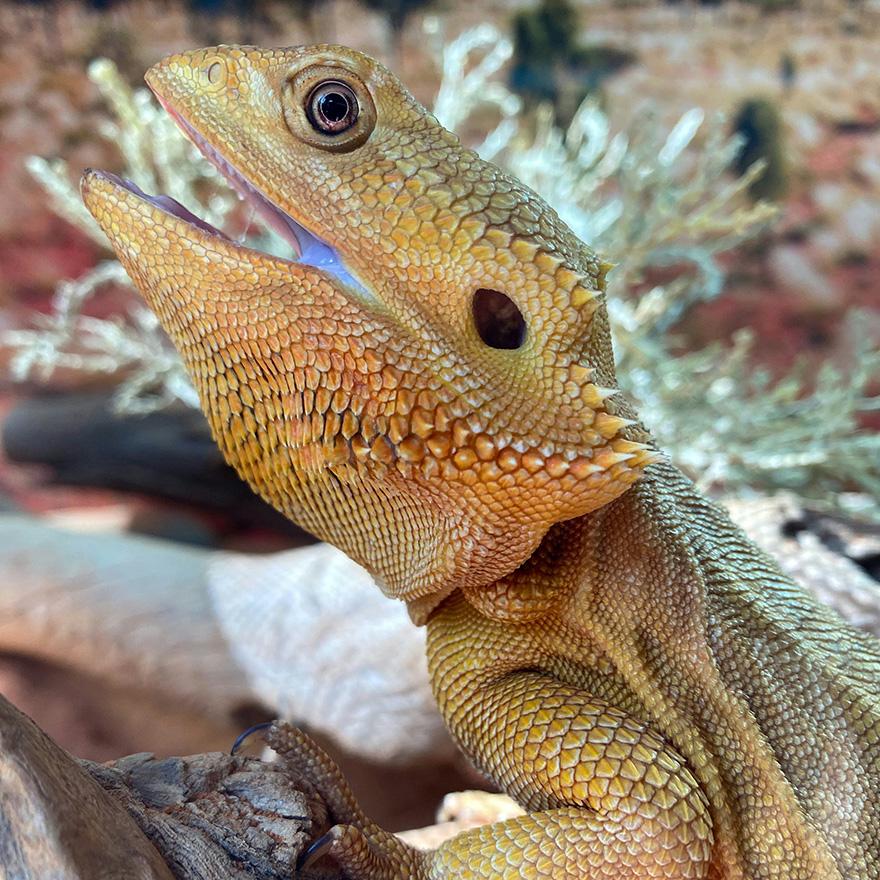 Australian native lizard