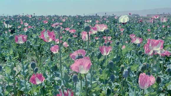 Photo of a field of poppies by Robert Knoth and Antoinette de Jong