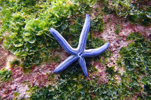 purple starfish