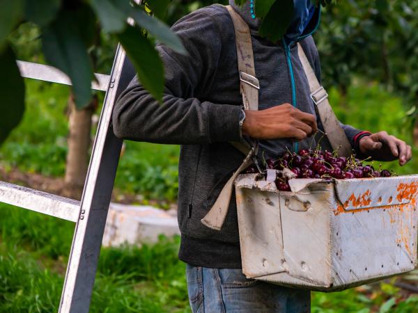 Farm worker picking cherries