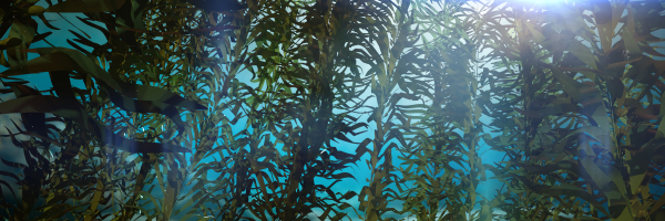 Algae trees in the ocean
