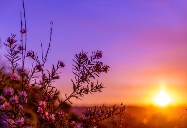 The sun rises in the right and there is a purple sky and a bush of flowers in the foreground.