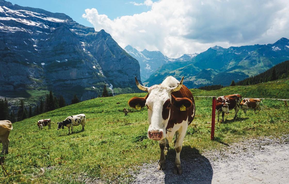 FASS ICS Switzerland study tour a large cow in the mountains!