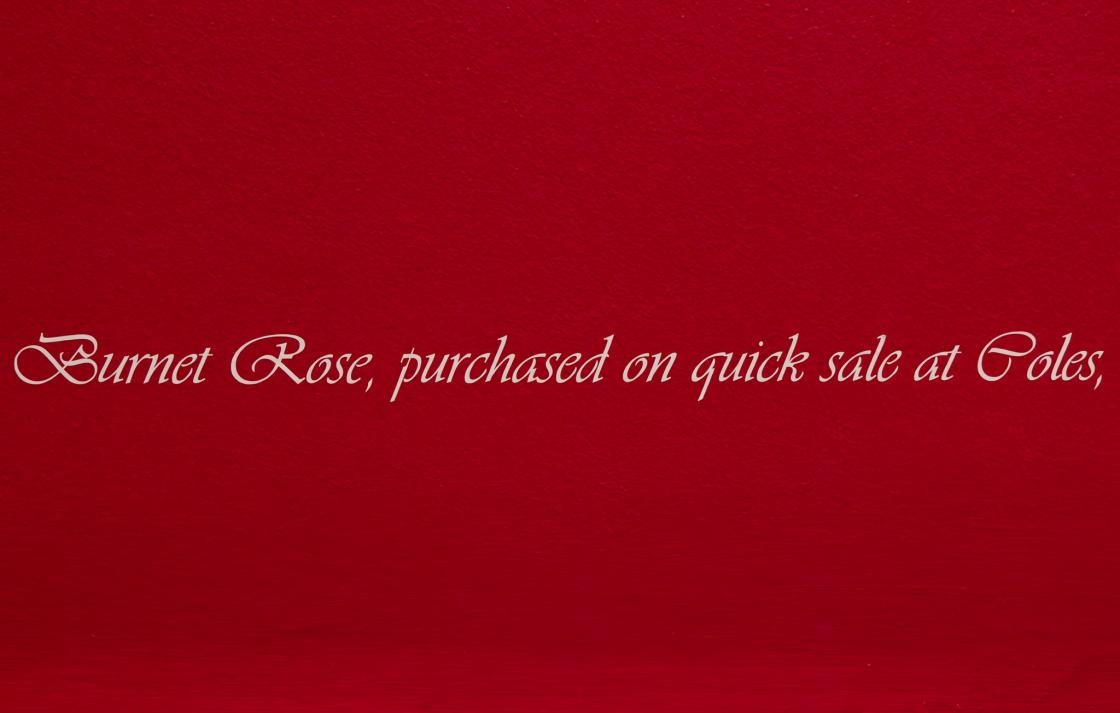 Pink cursive text on a red wall which reads "Burnet Rose produced on quick sale at Coles"
