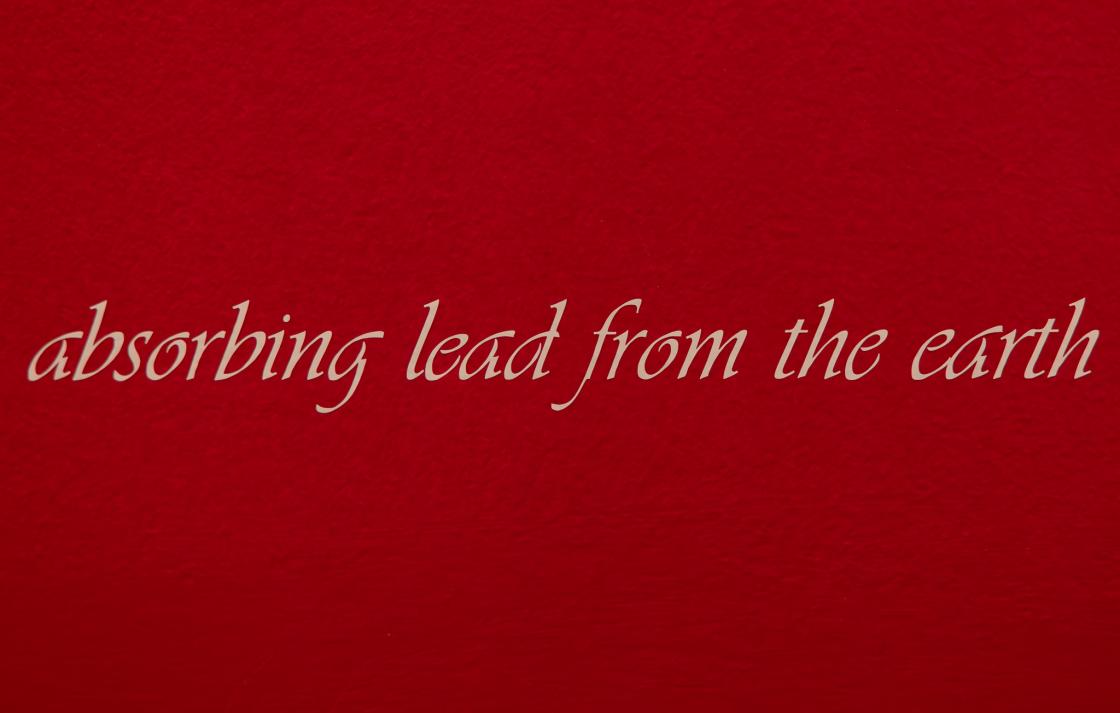Pink cursive text on a red wall which reads "absorbing lead from the earth"