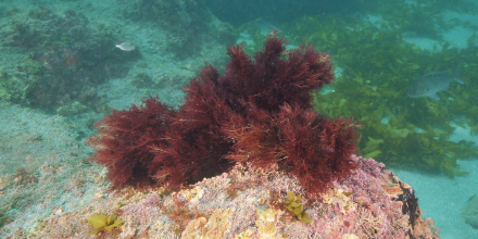 Red seaweed.
