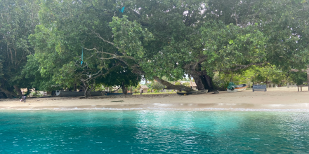 Clear blue ocean water and low hanging trees in the background (Pacific).