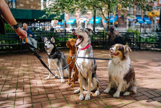 Dogs at a park