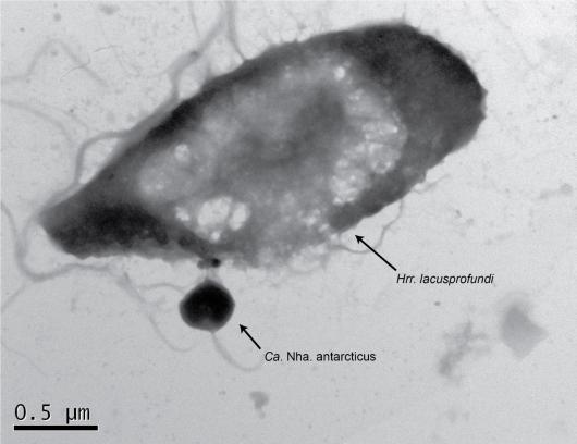 Archaea parasite and host. Image: Joshua N Hamm