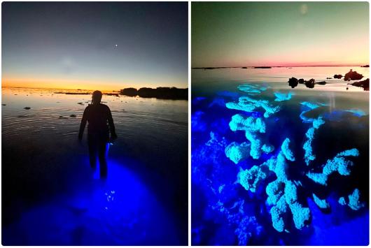 Resilient to bleaching and very fluorescent Isopora palifera in Heron Island lagoon (image by Anya Salih)