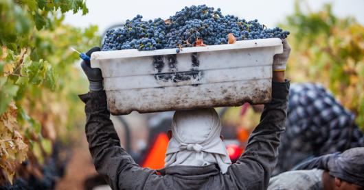 Migrant worker carrying a box of grapes. Adobe Stock