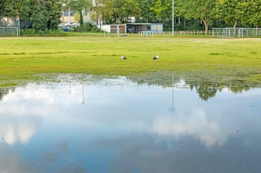 Water soaked oval. Stephan Langhans/Shutterstock