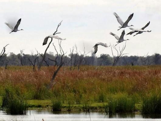 A wetlands area in NSW with water birds in flight overhead. Bradley Moggridge, Author provided