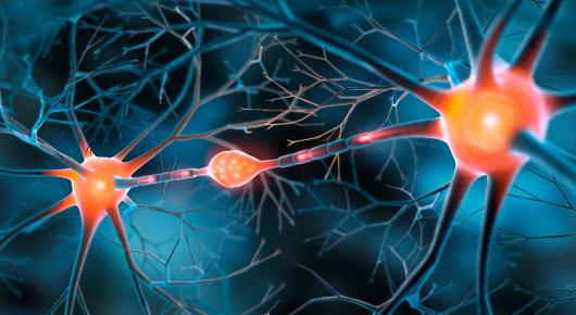 Two interacting nerve cells connected with synapse