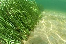 Seagrass underwater in a coastal area