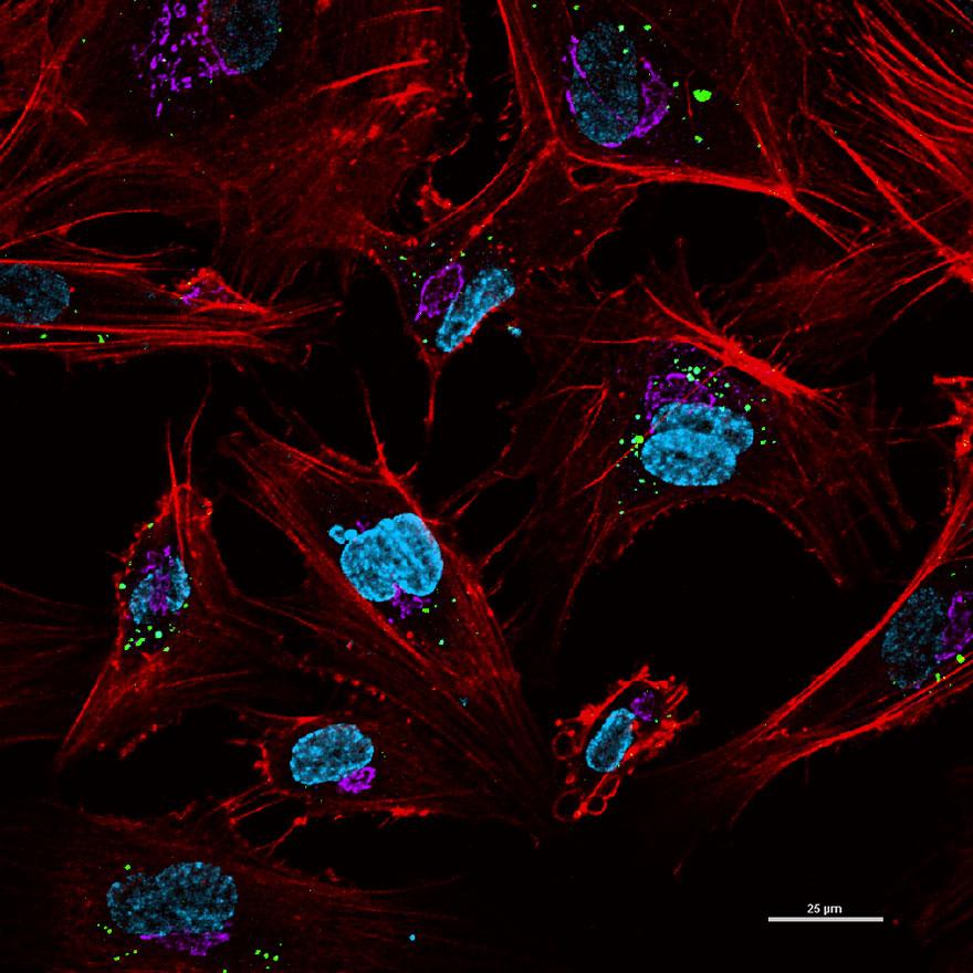 Microscopic view of epithelial cells