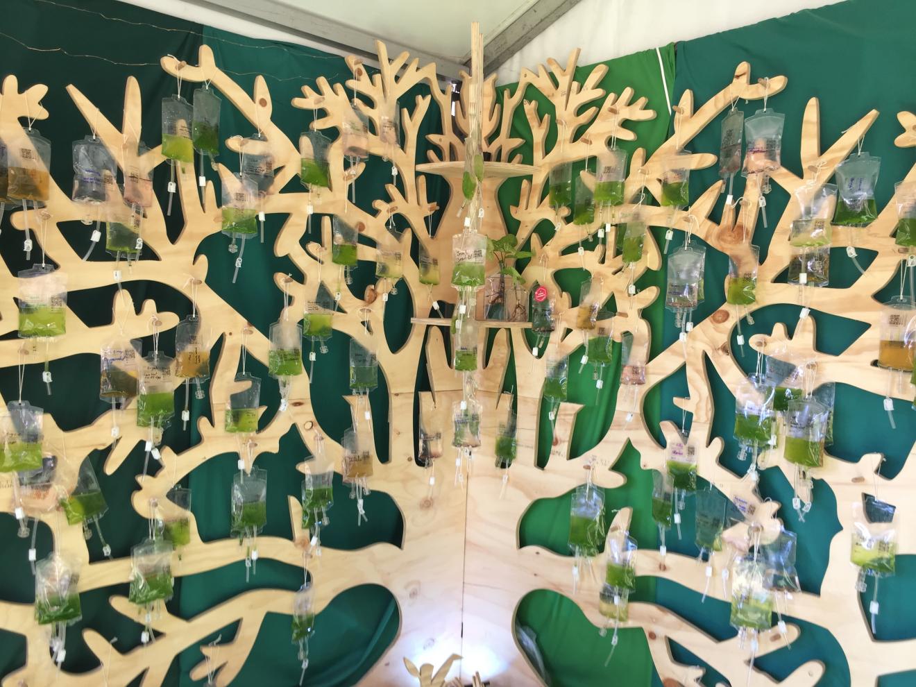 Algae tree at splendour in the grass 2019