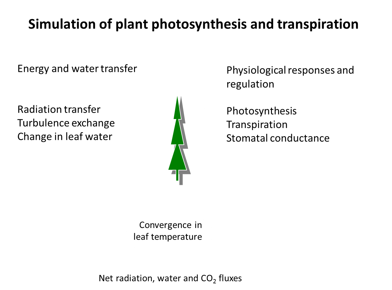 C3 modellers simulate plant photosynthesis and transpiration based on field data 