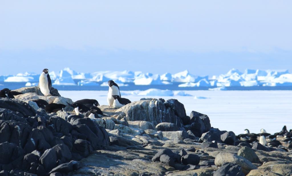 Adelie penguin colony at Davis Station Antarctica