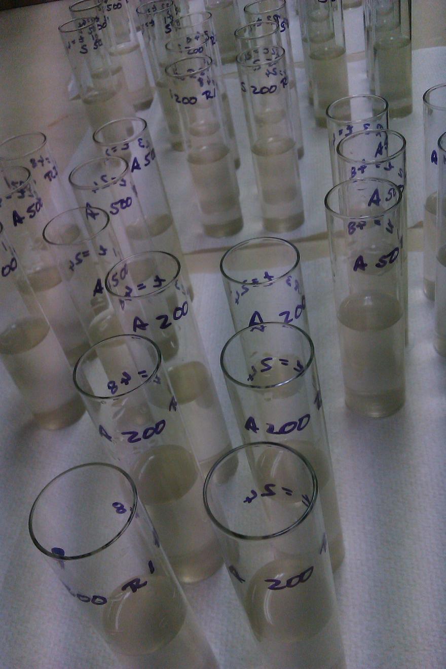 Tubes containing diatom samples for rapid toxicity analysis