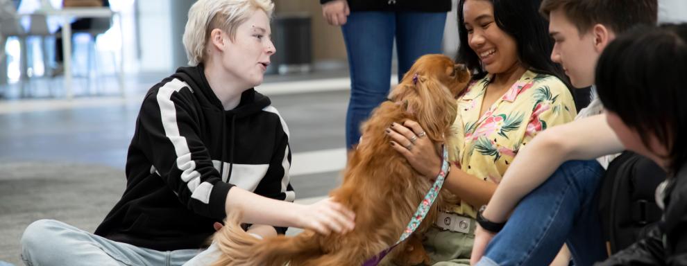 Therapy Dogs