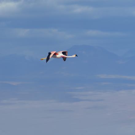 pink flamingo flying