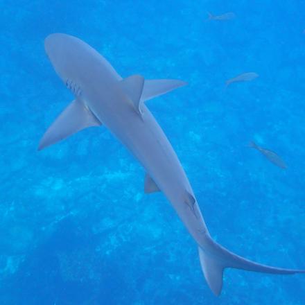 shark in blue water