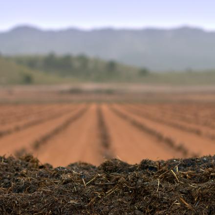 A view of a vineyard with organic waste in the foreground