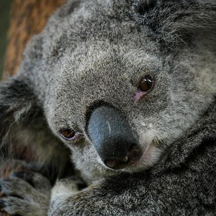 Close-up of a koala's face