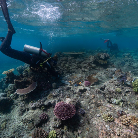 Scuba diver in the Great Barrier Reef