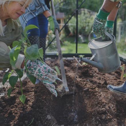 Close-up of senior women friends planting vegetables in greenhouse at community garden.