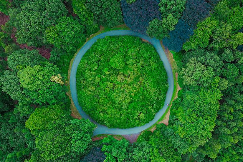 Aerial shot of lush green forest 