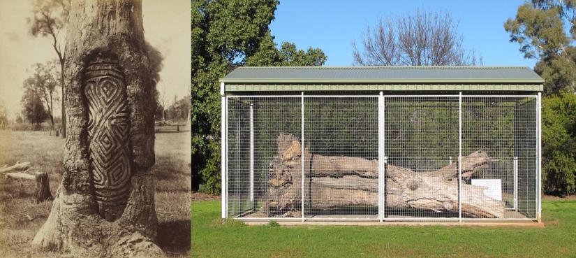 Photographs of two carved trees, one in situ and the other in a cage
