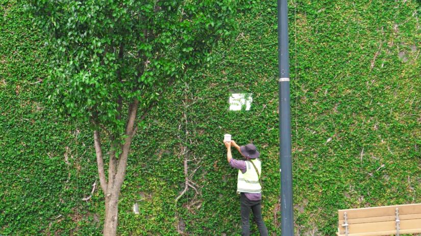 A worked installs up smart city sensor on a wall covered in leaves