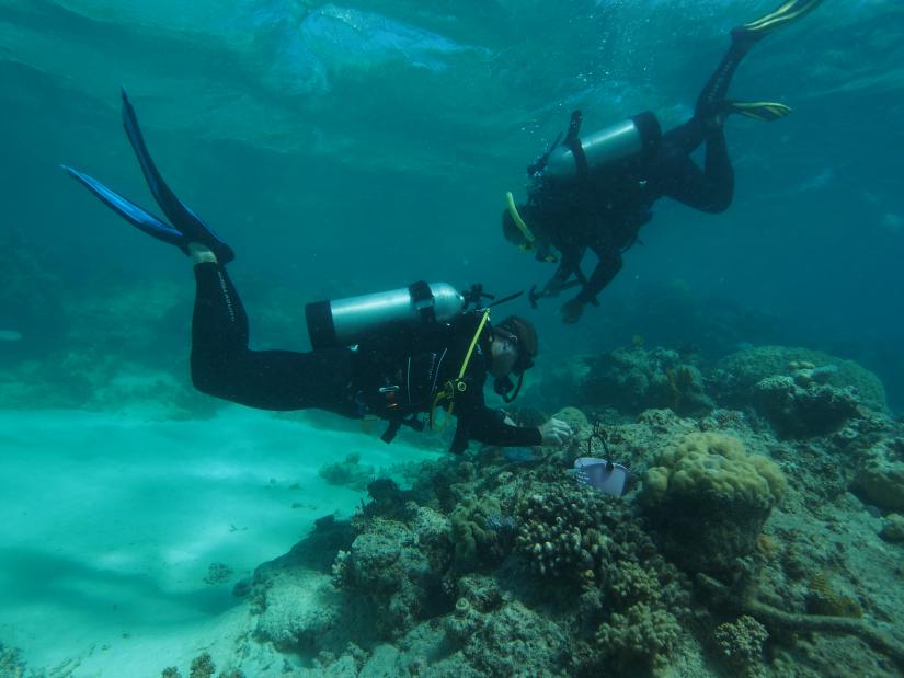 Two divers use a device to attach coral to the Great Barrier Reef.