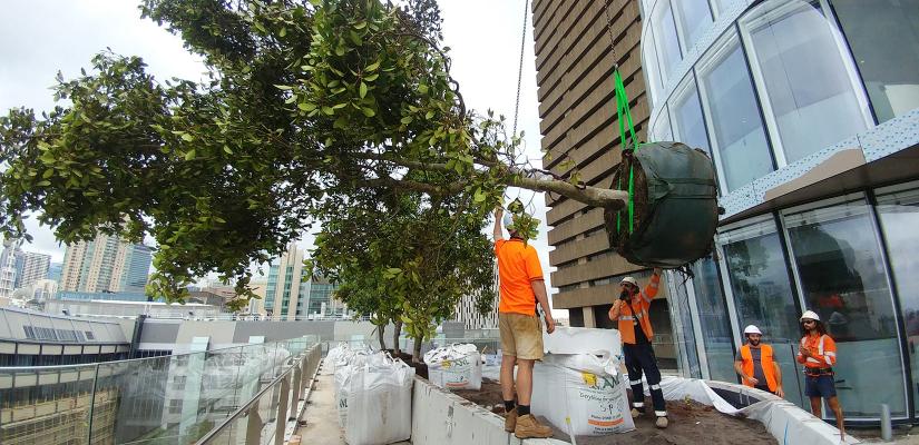 A fig tree is lowered into position at UTS Central