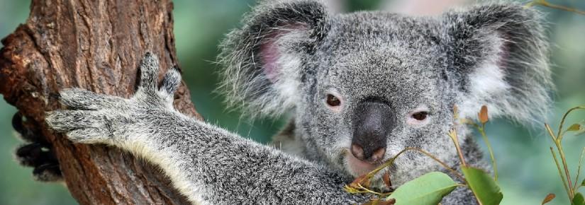 A koala grabbing a tree and looking at the camera, with leaves in the foreground